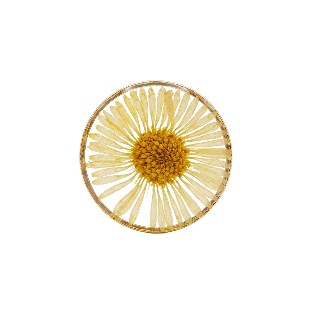 Dried Daisy
