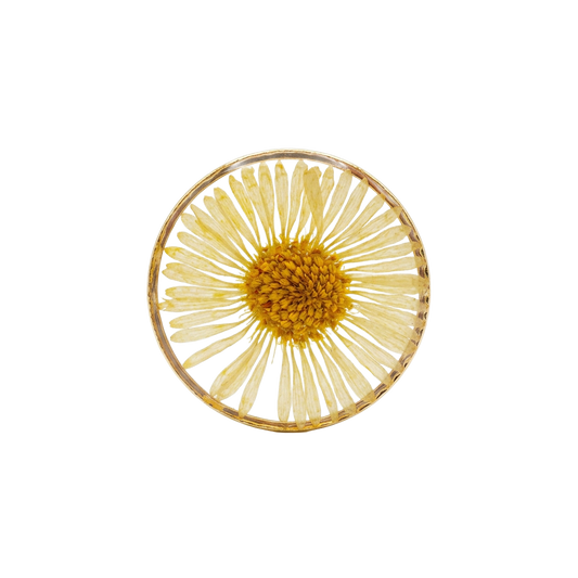Dried Daisy