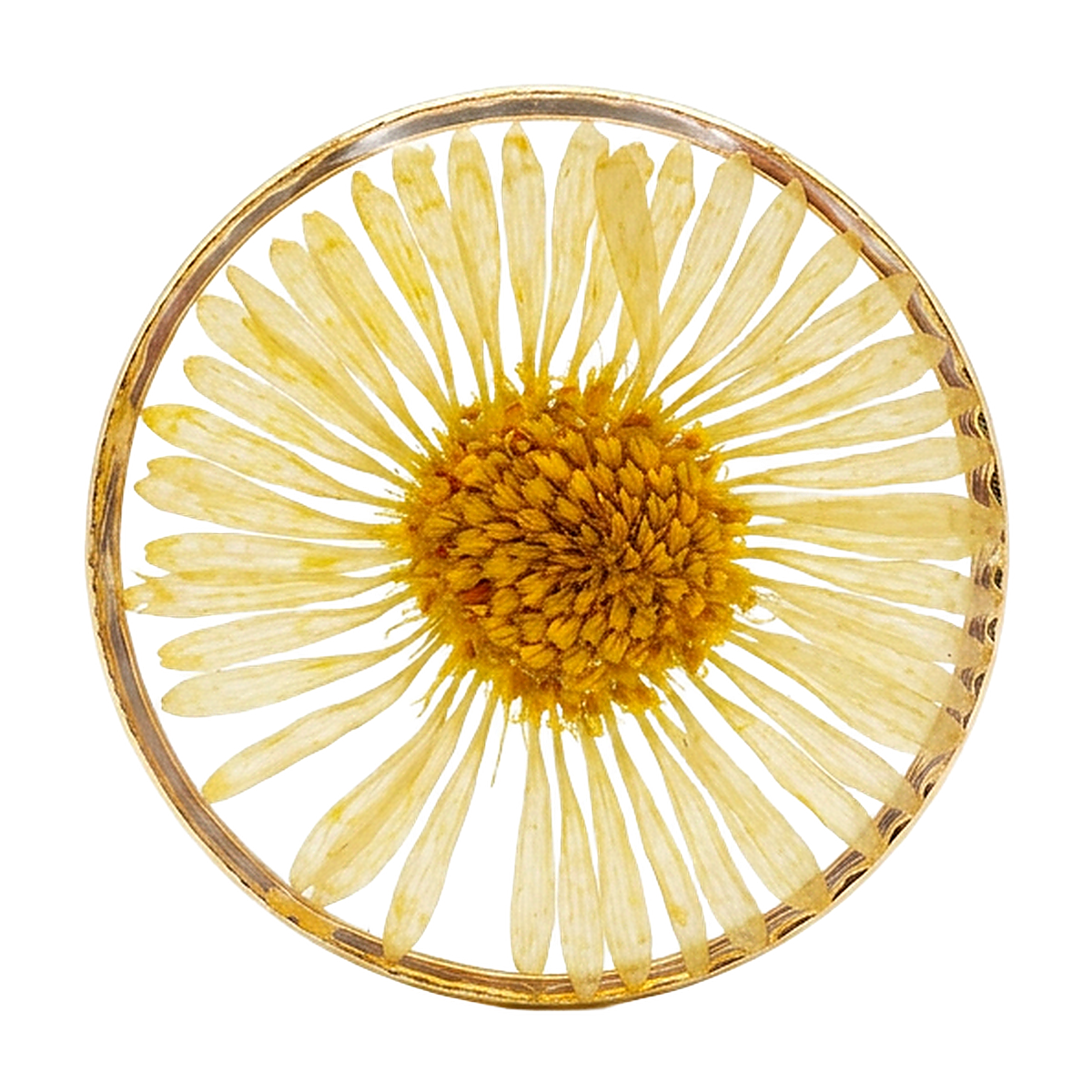 Dried Daisy charm